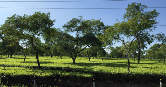 Black Tea Beginnings. Part 1: From Field to Factory
