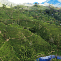 Ceylon - 50 Tea Bags