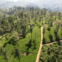 Ceylon - 50 Tea Bags