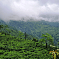 Darjeeling - 25 Tea Bags