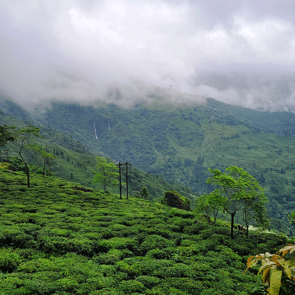 Darjeeling Heritage Loose Leaf
