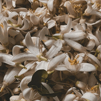 Jasmine Blossom - 25 Tea Bags