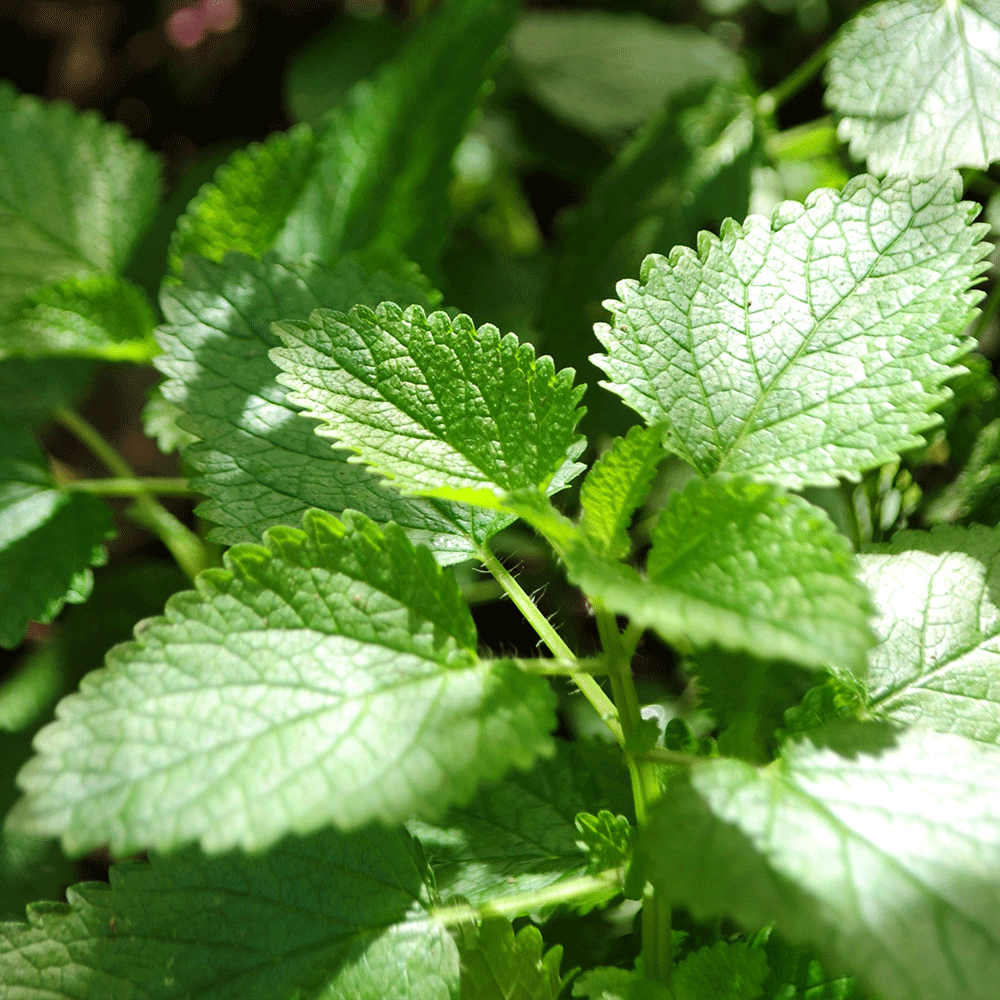 Peppermint - 25 Tea Bags